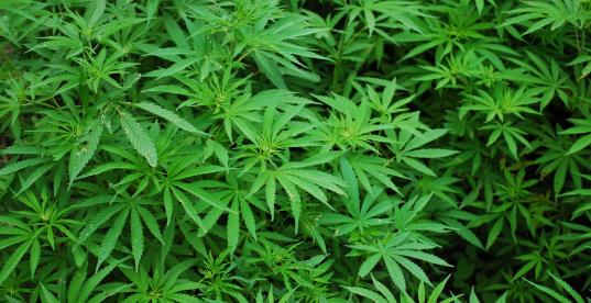 Bild zur Pressemitteilung