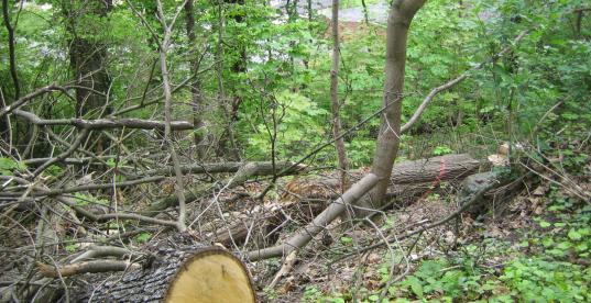 Bild zur Pressemitteilung: Gefällter Baum_Weida_2012_privat